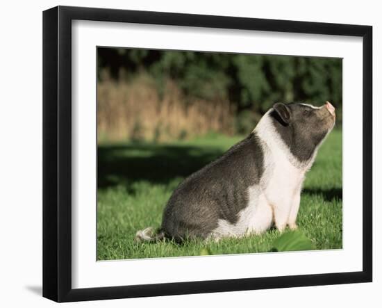 Pot Bellied Pig Sitting, USA-Lynn M. Stone-Framed Photographic Print