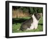 Pot Bellied Pig Sitting, USA-Lynn M. Stone-Framed Photographic Print