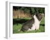 Pot Bellied Pig Sitting, USA-Lynn M. Stone-Framed Photographic Print