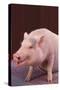 Pot-Bellied Pig-DLILLC-Stretched Canvas