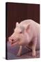 Pot-Bellied Pig-DLILLC-Stretched Canvas