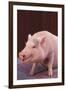 Pot-Bellied Pig-DLILLC-Framed Photographic Print