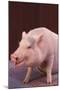 Pot-Bellied Pig-DLILLC-Mounted Photographic Print