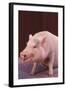 Pot-Bellied Pig-DLILLC-Framed Photographic Print