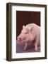 Pot-Bellied Pig-DLILLC-Framed Photographic Print