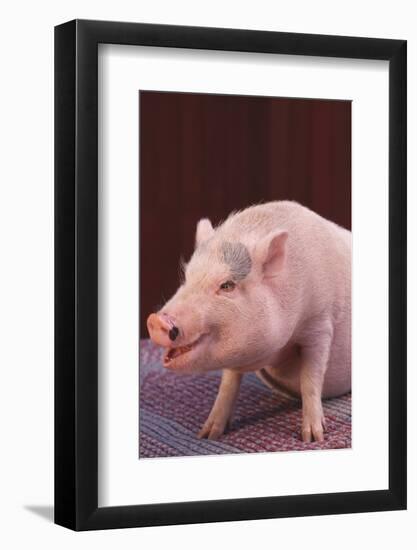 Pot-Bellied Pig-DLILLC-Framed Photographic Print