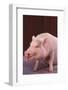 Pot-Bellied Pig-DLILLC-Framed Photographic Print