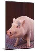 Pot-Bellied Pig-DLILLC-Mounted Photographic Print