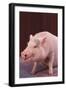 Pot-Bellied Pig-DLILLC-Framed Photographic Print