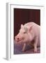 Pot-Bellied Pig-DLILLC-Framed Photographic Print