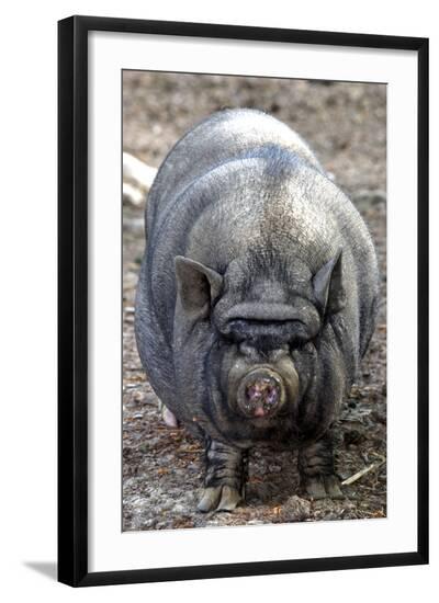 Photographic Print, , large