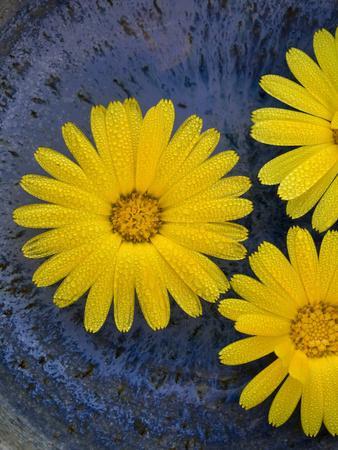 https://imgc.allpostersimages.com/img/posters/pot-marigold-calendula-officinalis-close-up-of-flowers-against-blue-background-of-glazed-bowl_u-L-Q10YHJS0.jpg?artPerspective=n