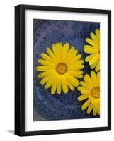 Pot Marigold (Calendula officinalis) close-up of flowers, against blue background of glazed bowl-Nicholas & Sherry Lu Aldridge-Framed Photographic Print