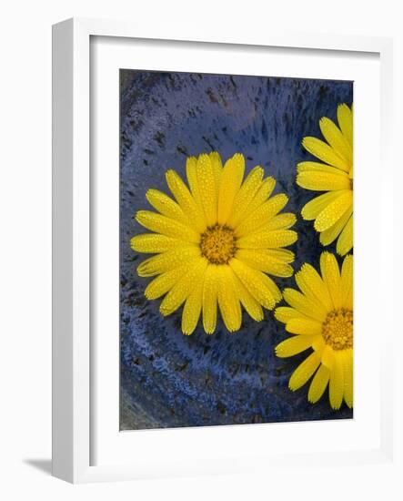 Pot Marigold (Calendula officinalis) close-up of flowers, against blue background of glazed bowl-Nicholas & Sherry Lu Aldridge-Framed Photographic Print