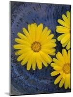 Pot Marigold (Calendula officinalis) close-up of flowers, against blue background of glazed bowl-Nicholas & Sherry Lu Aldridge-Mounted Photographic Print