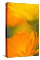 Pot Marigold Flowers-null-Stretched Canvas