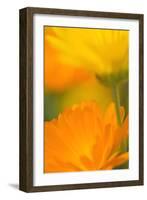 Pot Marigold Flowers-null-Framed Photographic Print