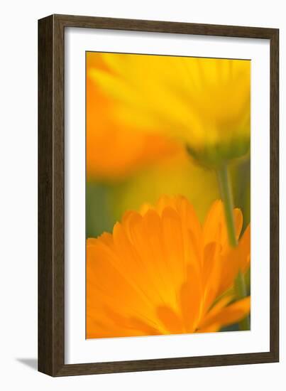 Pot Marigold Flowers-null-Framed Photographic Print