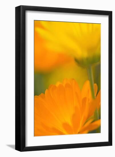 Pot Marigold Flowers-null-Framed Photographic Print