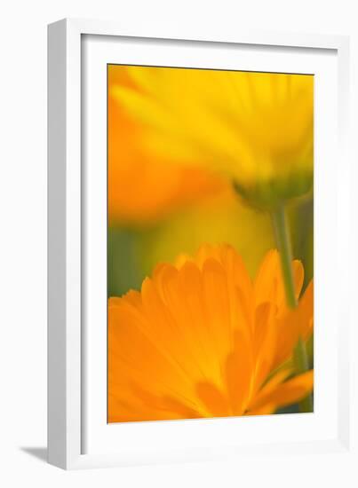 Pot Marigold Flowers-null-Framed Photographic Print