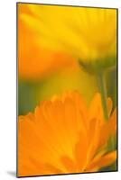 Pot Marigold Flowers-null-Mounted Photographic Print