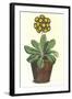 Pot of Auricula, c.1800-null-Framed Giclee Print