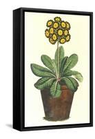 Pot of Auricula, c.1800-null-Framed Stretched Canvas