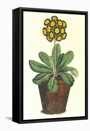 Pot of Auricula, c.1800-null-Framed Stretched Canvas