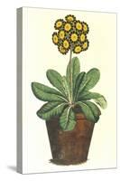 Pot of Auricula, c.1800-null-Stretched Canvas