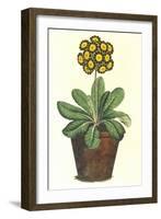 Pot of Auricula, c.1800-null-Framed Giclee Print