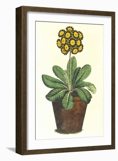 Pot of Auricula, c.1800-null-Framed Giclee Print