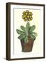 Pot of Auricula, c.1800-null-Framed Giclee Print