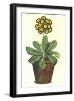 Pot of Auricula, c.1800-null-Framed Giclee Print