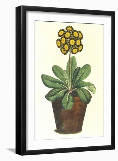 Pot of Auricula, c.1800-null-Framed Giclee Print