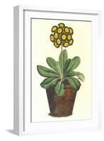 Pot of Auricula, c.1800-null-Framed Giclee Print