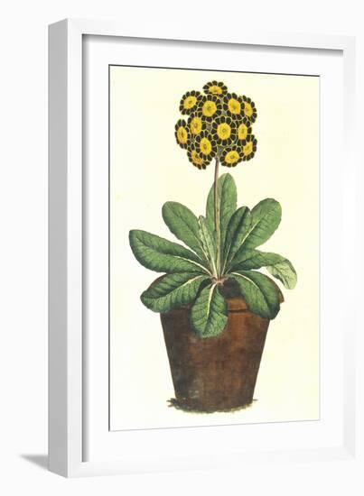 Pot of Auricula, c.1800-null-Framed Giclee Print