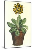 Pot of Auricula, c.1800-null-Mounted Giclee Print