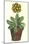 Pot of Auricula, c.1800-null-Mounted Giclee Print