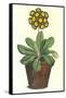 Pot of Auricula, c.1800-null-Framed Stretched Canvas