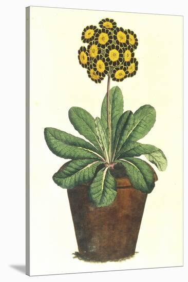 Pot of Auricula, c.1800-null-Stretched Canvas