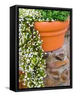 Pot of Flowering Bacopa at Viansa Winery, Sonoma Valley, California, USA-Julie Eggers-Framed Stretched Canvas