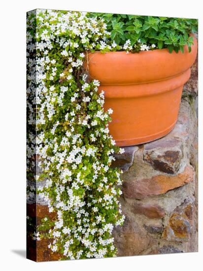 Pot of Flowering Bacopa at Viansa Winery, Sonoma Valley, California, USA-Julie Eggers-Stretched Canvas