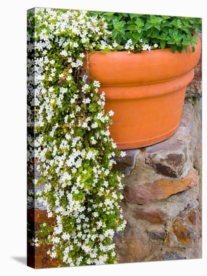 Pot of Flowering Bacopa at Viansa Winery, Sonoma Valley, California, USA-Julie Eggers-Stretched Canvas