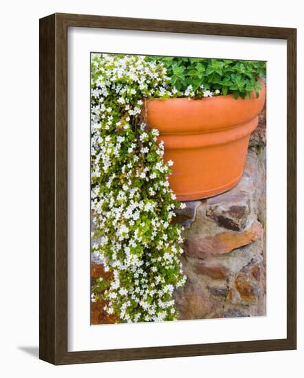 Pot of Flowering Bacopa at Viansa Winery, Sonoma Valley, California, USA-Julie Eggers-Framed Photographic Print