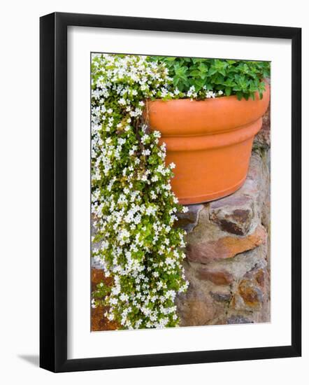 Pot of Flowering Bacopa at Viansa Winery, Sonoma Valley, California, USA-Julie Eggers-Framed Photographic Print