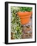 Pot of Flowering Bacopa at Viansa Winery, Sonoma Valley, California, USA-Julie Eggers-Framed Photographic Print