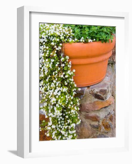 Pot of Flowering Bacopa at Viansa Winery, Sonoma Valley, California, USA-Julie Eggers-Framed Photographic Print