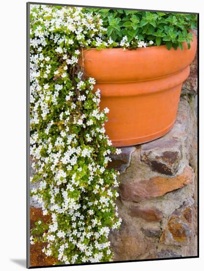 Pot of Flowering Bacopa at Viansa Winery, Sonoma Valley, California, USA-Julie Eggers-Mounted Photographic Print