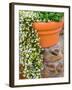 Pot of Flowering Bacopa at Viansa Winery, Sonoma Valley, California, USA-Julie Eggers-Framed Photographic Print