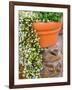 Pot of Flowering Bacopa at Viansa Winery, Sonoma Valley, California, USA-Julie Eggers-Framed Photographic Print